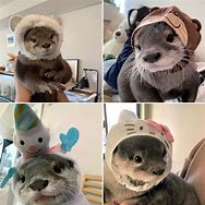 Image result for Otter Wearing Fyunny Hat