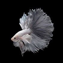 Image result for iPhone 6s Fish Wallpaper