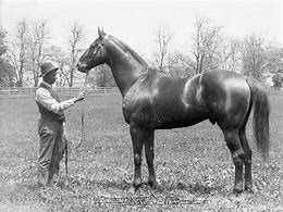 Image result for Man O War Horse