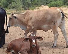 Image result for White Brahman Cattle