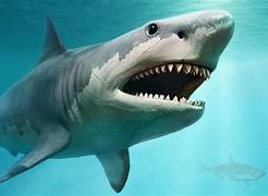 Image result for Biggest Shark in the World Real