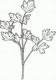 Image result for Parsley High Guardian Spice Sheet