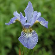 Resultado de imagem para Iris sibirica Jelle [J.S.]