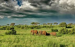 Image result for Serengeti