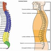 Image result for Lumbar Spine Vertebrae