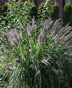 Pennisetum alopecuroides Black Beauty માટે ઇમેજ પરિણામ