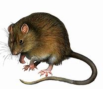 Image result for Rats Compared to Mice