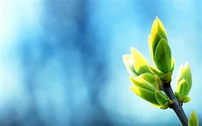 Image result for Bud Wallpaper