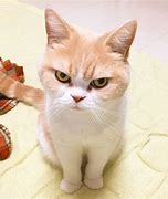 Image result for Funny Mad Cat