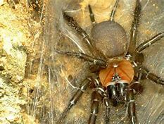 Image result for Tunnel Web Spider