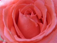 Image result for iPhone 6s Rose Pink