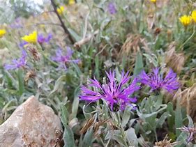 Image result for Centaurea pestalozzae