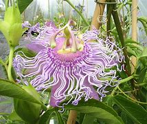 Image result for African Jungle Flowers