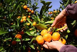 Image result for Orange Fruit Picking