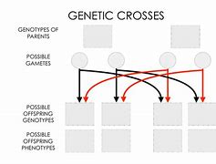 Image result for Genetic Crosses