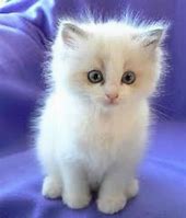 Image result for Cute White Fluffy Kittens