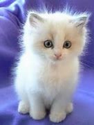 Image result for Baby White Cat with Blue Eyes