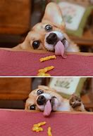 Image result for Dog Food Begging Meme