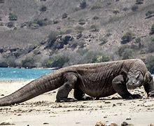Image result for Komodo Dragon Dinosaur Ancestor