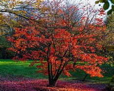 Image result for Acer Tree From Above