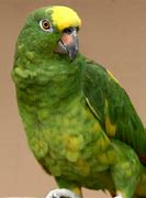 Image result for Green Bird with Yellow Crown