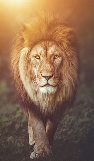 Image result for Lion Phone Wallpaper