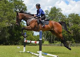 Image result for Thoroughbred Sport Horse