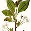 Image result for Prunus avium Vroegste der Markt