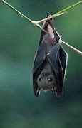 Image result for Crazy Bat Images