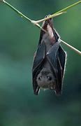 Image result for Crazy Bat Images