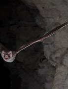 Image result for Vampire Bat Flyng