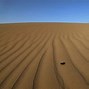 Image result for Thar Desert Animals