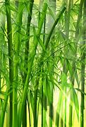 Image result for Vertical Bamboo Wallpaper