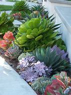 Image result for Succulents Front Yard