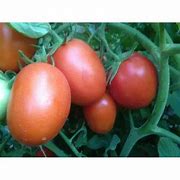 Image result for cartomato