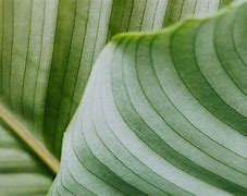 Image result for Macro iPhone X Lens