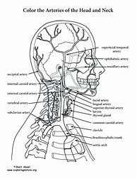 Image result for Free Anatomy Coloring Book Pages