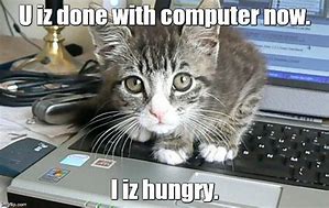 Image result for Cat Computer Meme