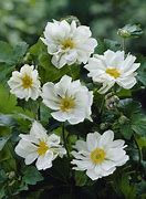 Anemone hybrida (x) Whirlwind 的图像结果