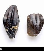 Image result for Iguanodon Teeth