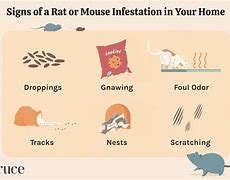 Image result for Mouse Infestation Signs