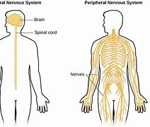 Image result for Brain Outline