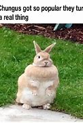 Image result for Big Chungus Meme Face
