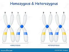Image result for Example of Double Homozygous