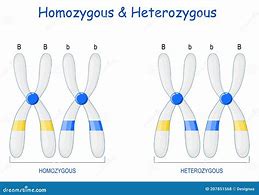 Image result for Homozygosity