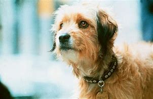 Image result for Benji Movie Dog Breed