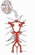 Image result for Circle of Willis Unlabeled Diagram