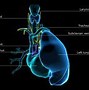 Image result for Thyroid and Thymus Gland