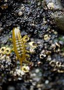 Image result for Isopods On Kelp
