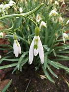 Image result for Galanthus Wasp